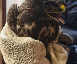 Ranny myszołów leżał bezradny i czekał na pomoc. Uratowali pięknego ptaka