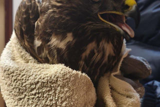 Ranny myszołów leżał bezradny i czekał na pomoc. Uratowali pięknego ptaka