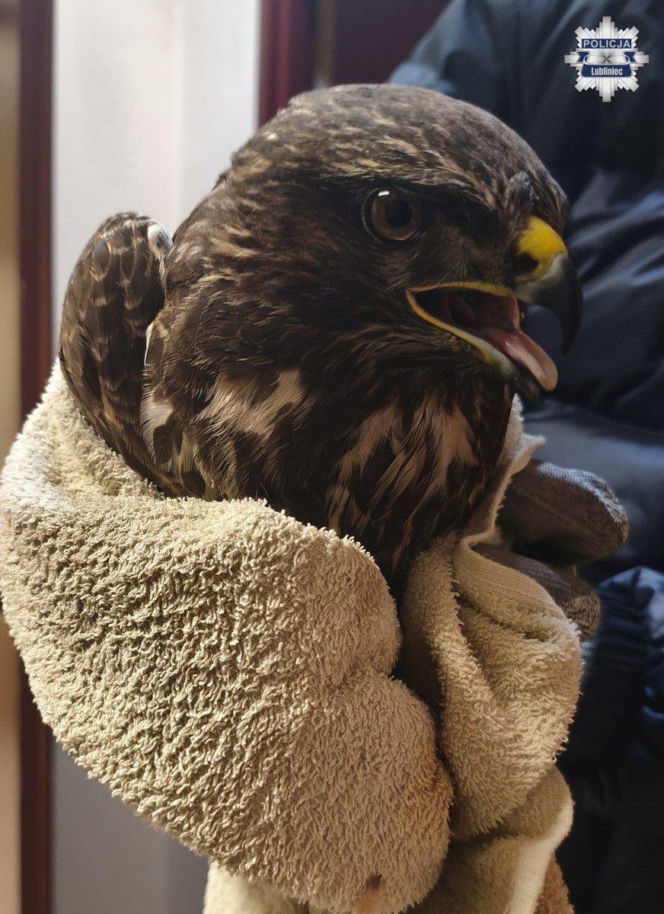 Ranny myszołów leżał bezradny i czekał na pomoc. Uratowali pięknego ptaka