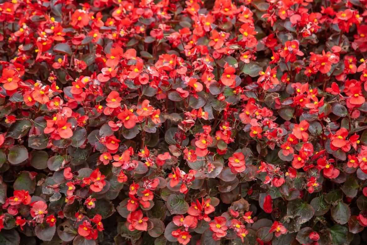 Begonia stale kwitnąca