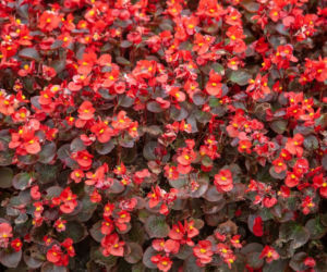 Begonia stale kwitnąca