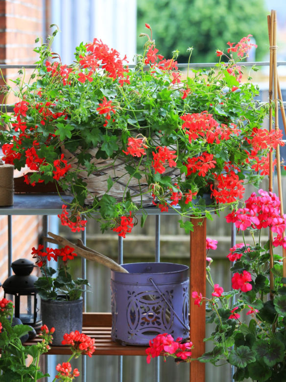 Pelargonie