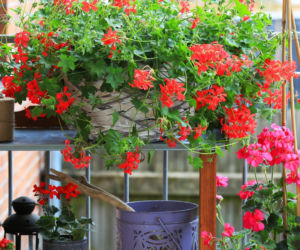 Pelargonie