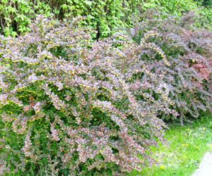 zywoplot