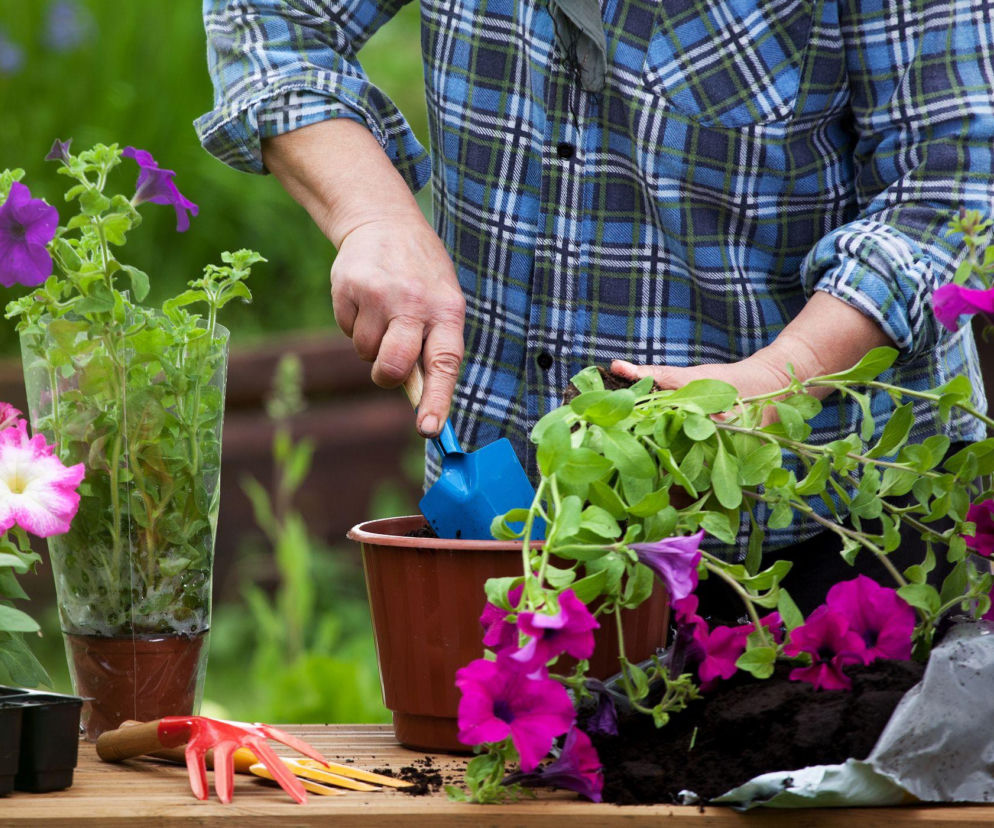 Jakie kwiaty sadzimy w maju na balkonie i w ogrodzie? 