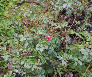 Do Bydgoszczy zbliża się wiosna. Te znaki nie zostawiają wątpliwości