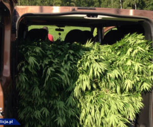Podlasie: Zabezpieczono 21 kg marihuany i dwie plantacje konopi indyjskich