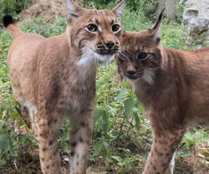 Opole i Krasiejów