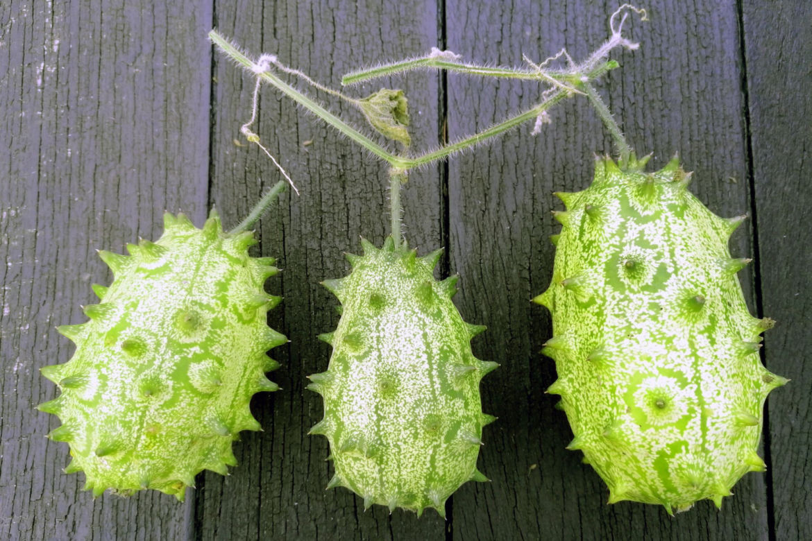 Kiwano