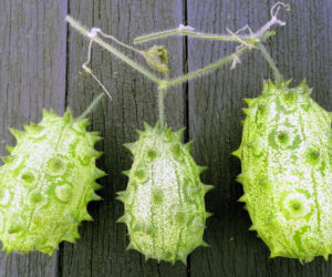 Kiwano