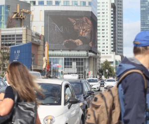 Kot na ekranie reklamowym LED Warsaw STAGE na wieżowcu Skylight