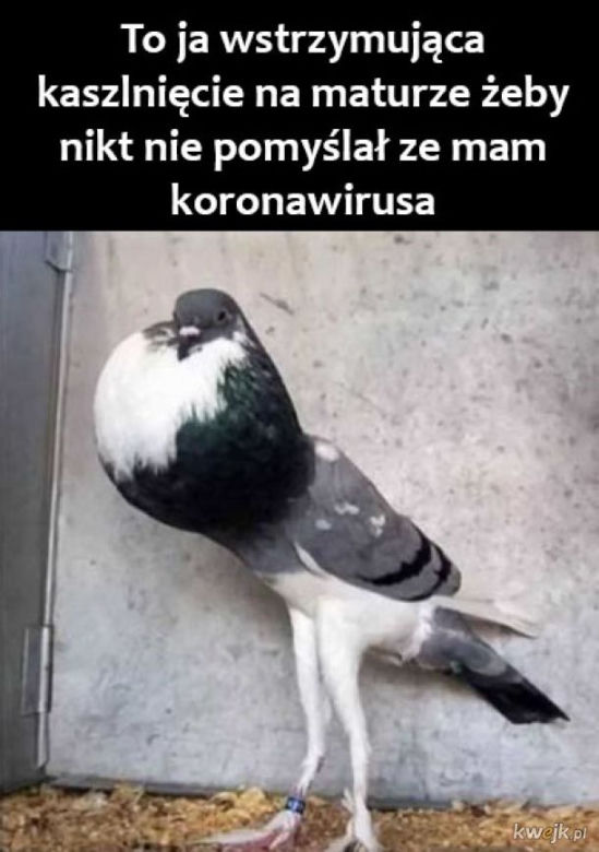 Memy matura 2020