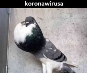 Memy matura 2020