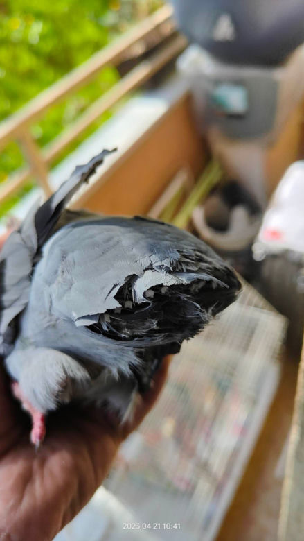 Bestialstwo to zbyt delikatne określenie. Ktoś obciął gołębiowi skrzydło i ogon
