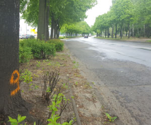Co to za cyferki? Numerki na drzewach przy ulicy Fabrycznej w Lesznie
