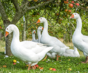 Gęsi