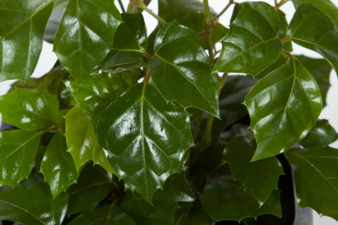 Cissus rombolistny