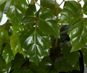 Cissus rombolistny