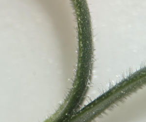 Nasiona z Maciejowa po locie w kosmos