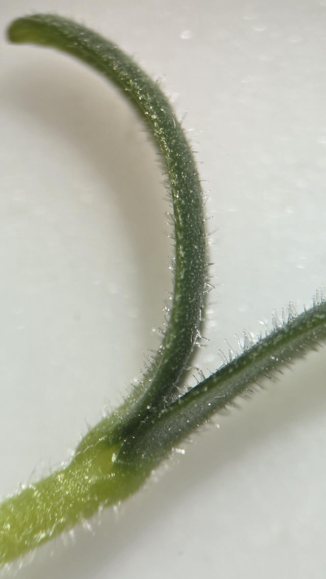 Nasiona z Maciejowa po locie w kosmos