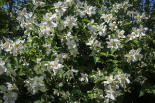 Jaśminowiec Lewisa - Philadelphus lewisii