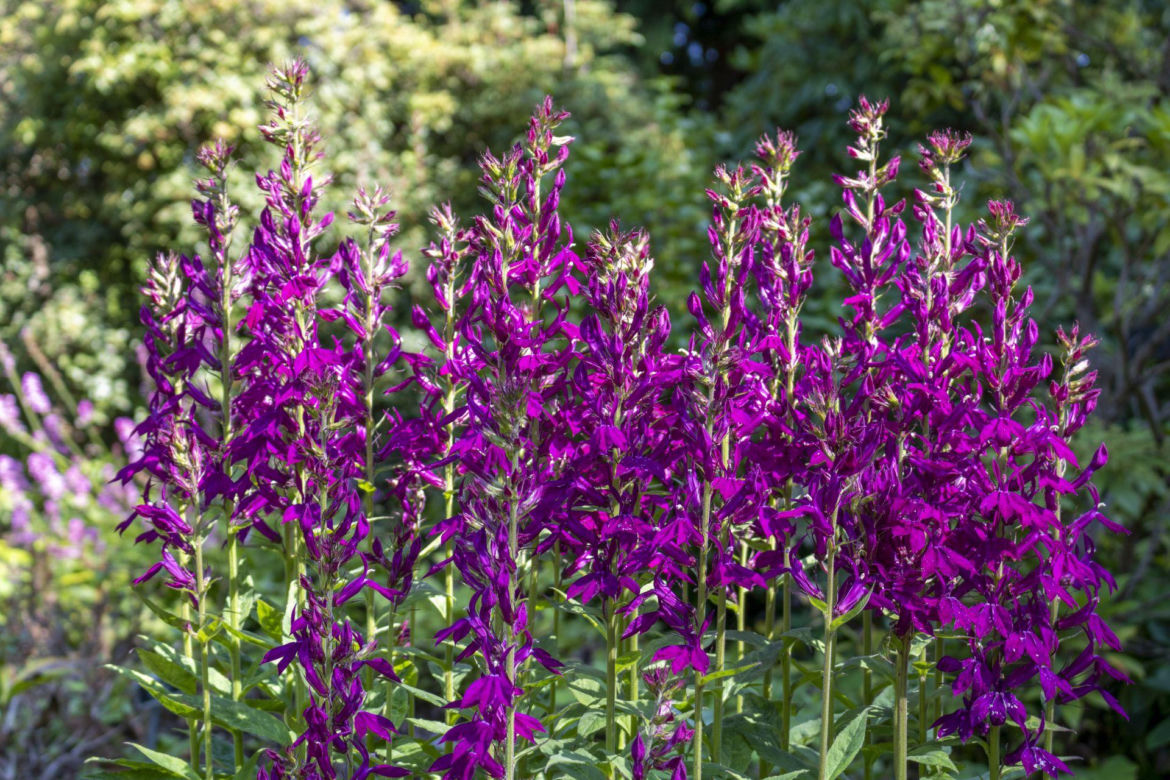 Lobelia szkarłatna