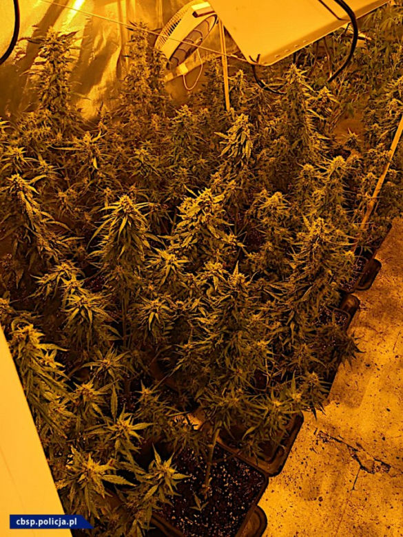 CBŚP rozbiło gang: zlikwidowało laboratoria, plantacje marihuany, skonfiskowało blisko 80 kg amfetaminy, przejęło nieruchomości, samochody, pieniądze.