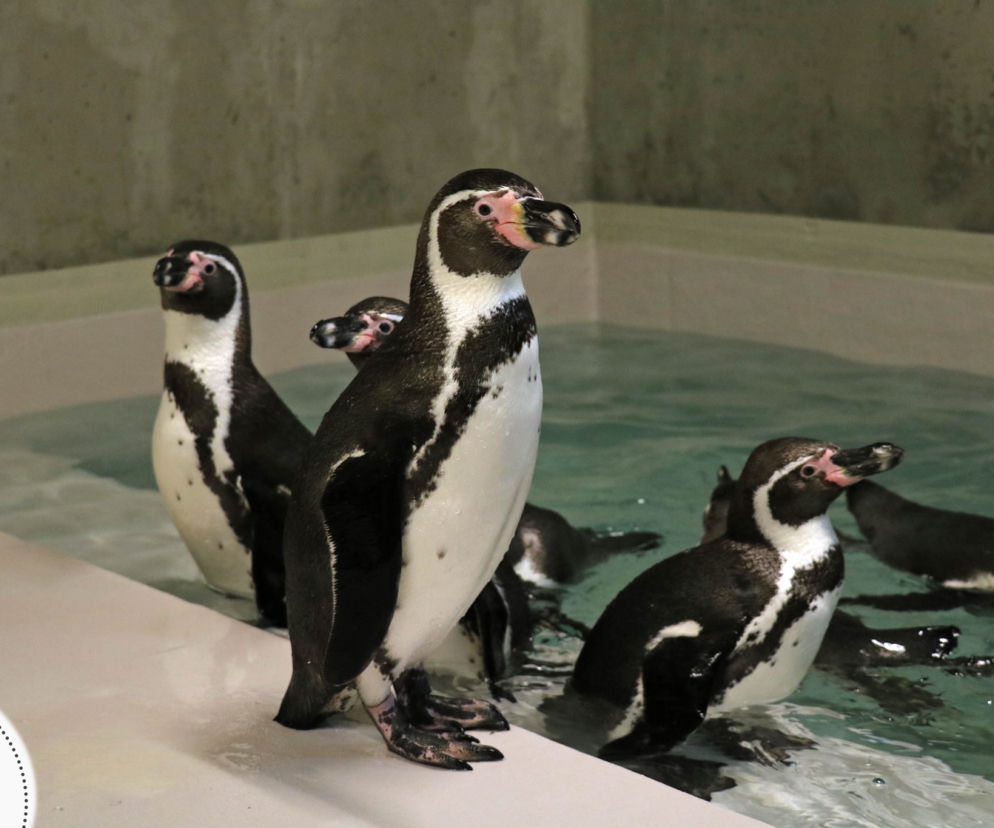Pingwiny dotarły do śląskiego ZOO