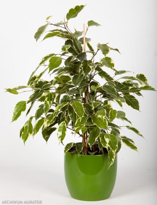 Figowiec benjamina