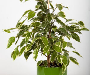 Figowiec benjamina