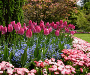 Tulipany