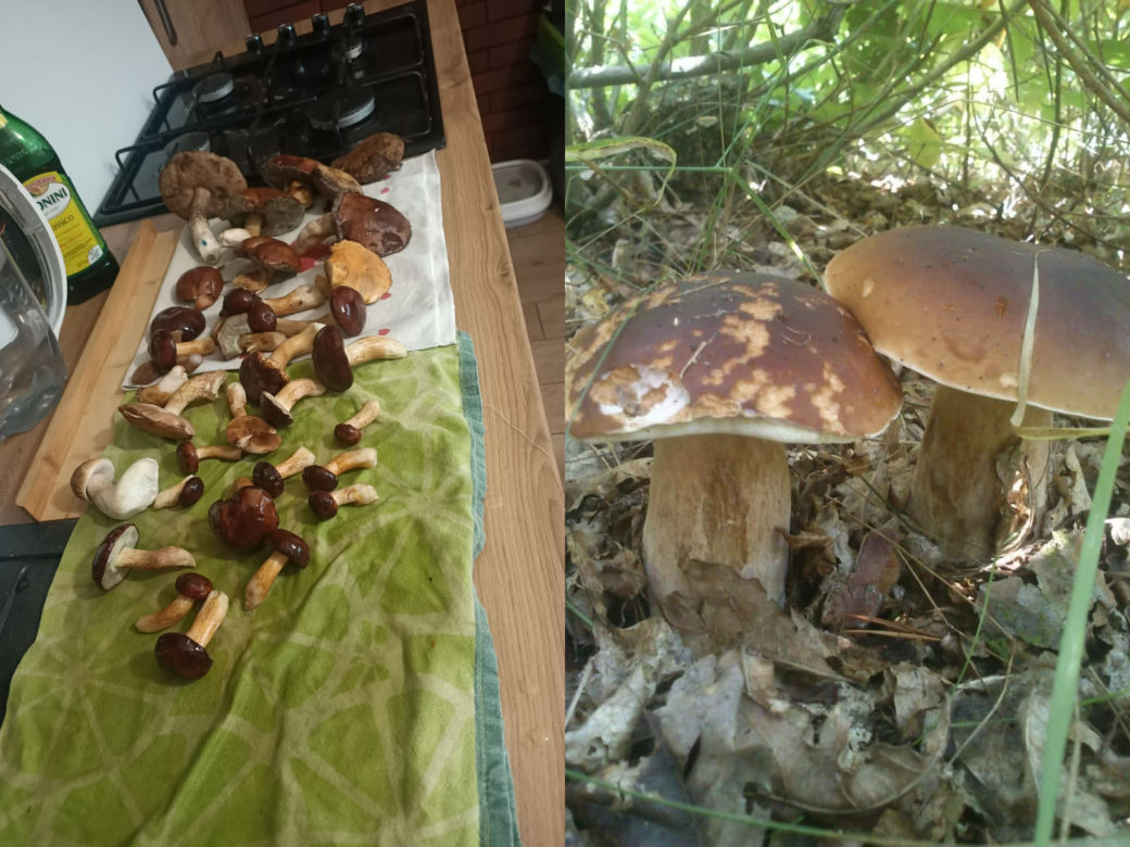 Są już grzyby w woj. lubelskim! Mieszkańcy chwalą się zbiorami