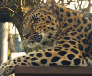 Zwierzak Roku 2025 Warszawskiego ZOO. Oto nominowane zwierzaki