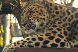 Zwierzak Roku 2025 Warszawskiego ZOO. Oto nominowane zwierzaki