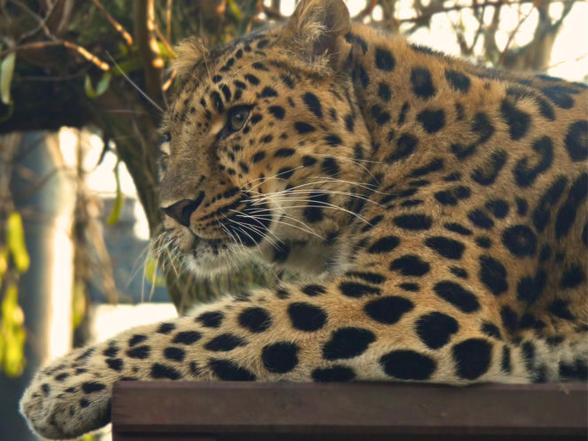 Lampart amurski Zivon