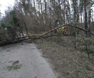 Szkody po Orkanie Eunice. Zrywało dachy, wyrywało grube drzewa, brakowało prądu