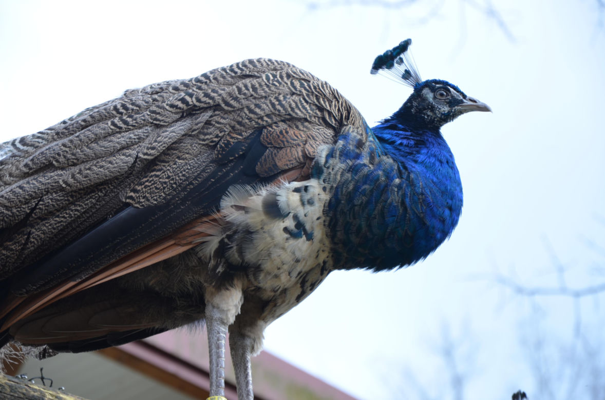 Tierpark Cottbus