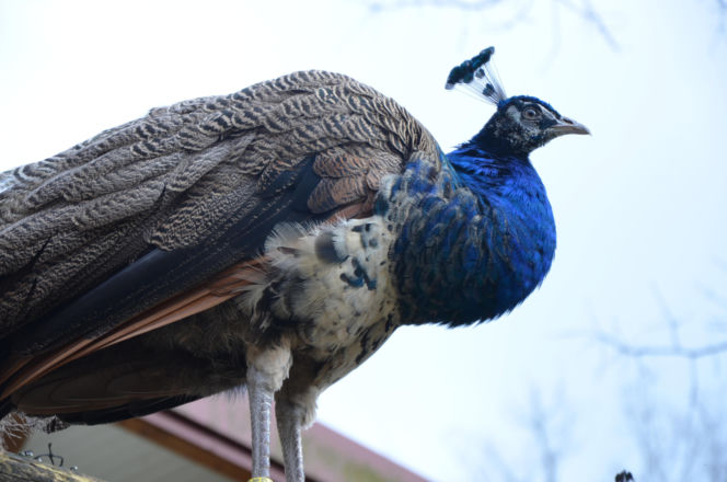 Tierpark Cottbus