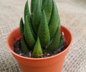 Haworthia fasciata