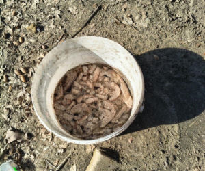 Przerwali cierpienie zwierząt. 12 psów i kot odebrane właścicielom