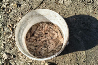 Przerwali cierpienie zwierząt. 12 psów i kot odebrane właścicielom