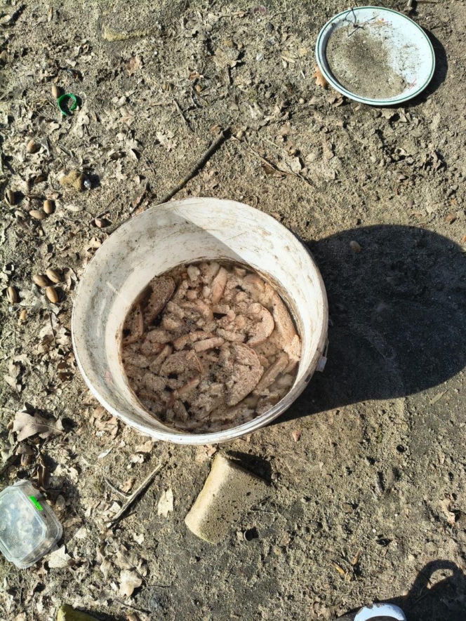 Przerwali cierpienie zwierząt. 12 psów i kot odebrane właścicielom