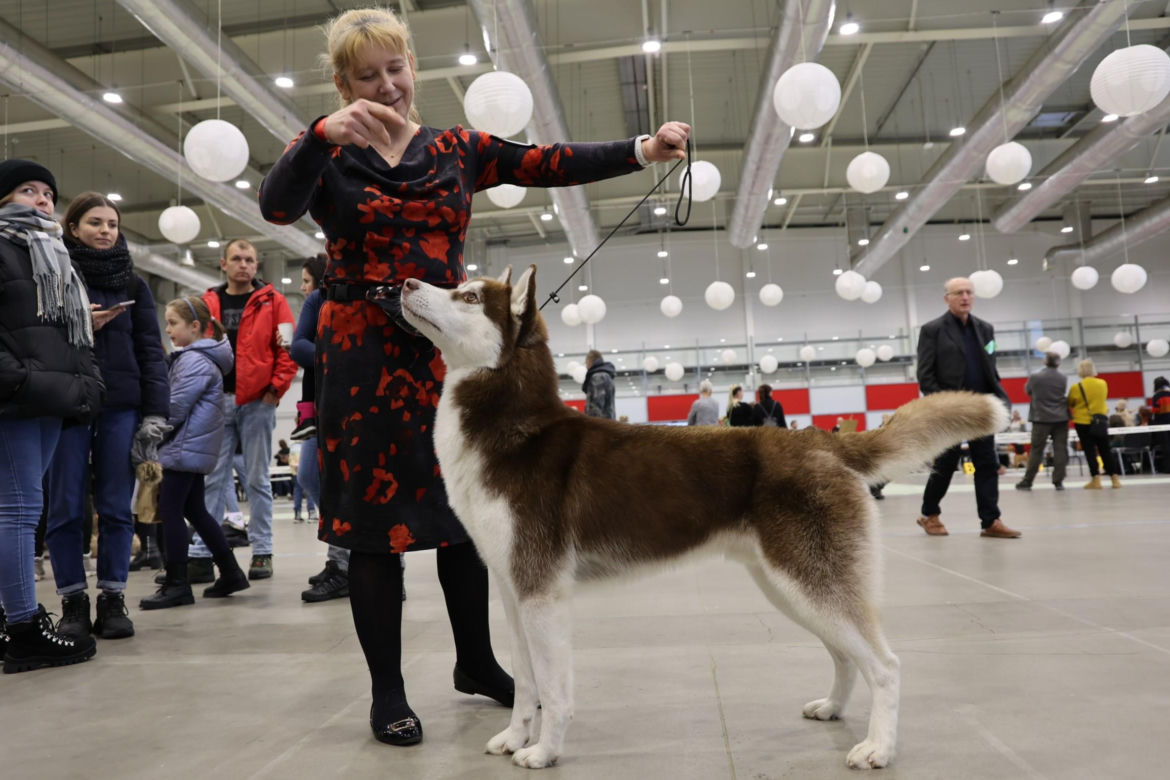 Tu królują psiaki! Mamy zdjęcia z Międzynarodowej Wystawy Psów Rasowych 2023 w Lublinie