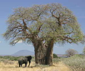 Baobab