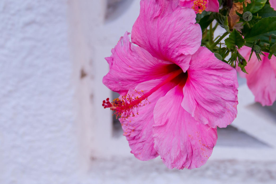 Hibiskus, róża chińska, ketmia