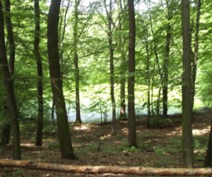 4. Rezerwat przyrody Meteoryt Morasko