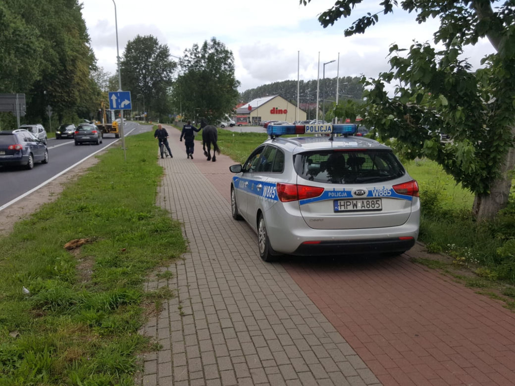 Zrobił to jeszcze raz! Niesforny konik ze Szczecinka znów uciekł z zagrody