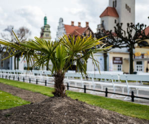 Palmy w Sopocie, zachęcają do spacerów [ZOBACZ ZDJĘCIA]