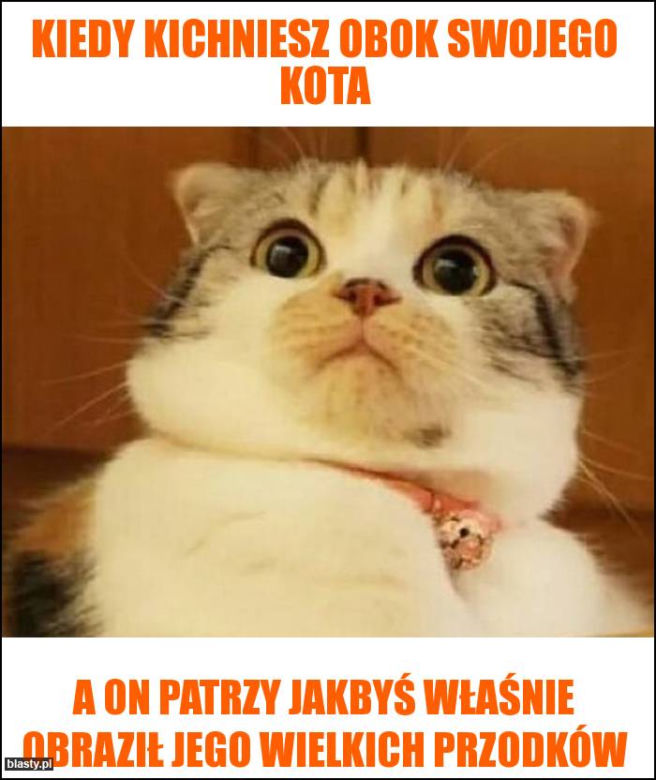 Dzień Kota 2020