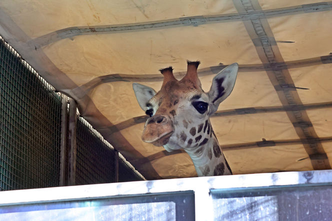 Nowa żyrafa w gdańskim ZOO